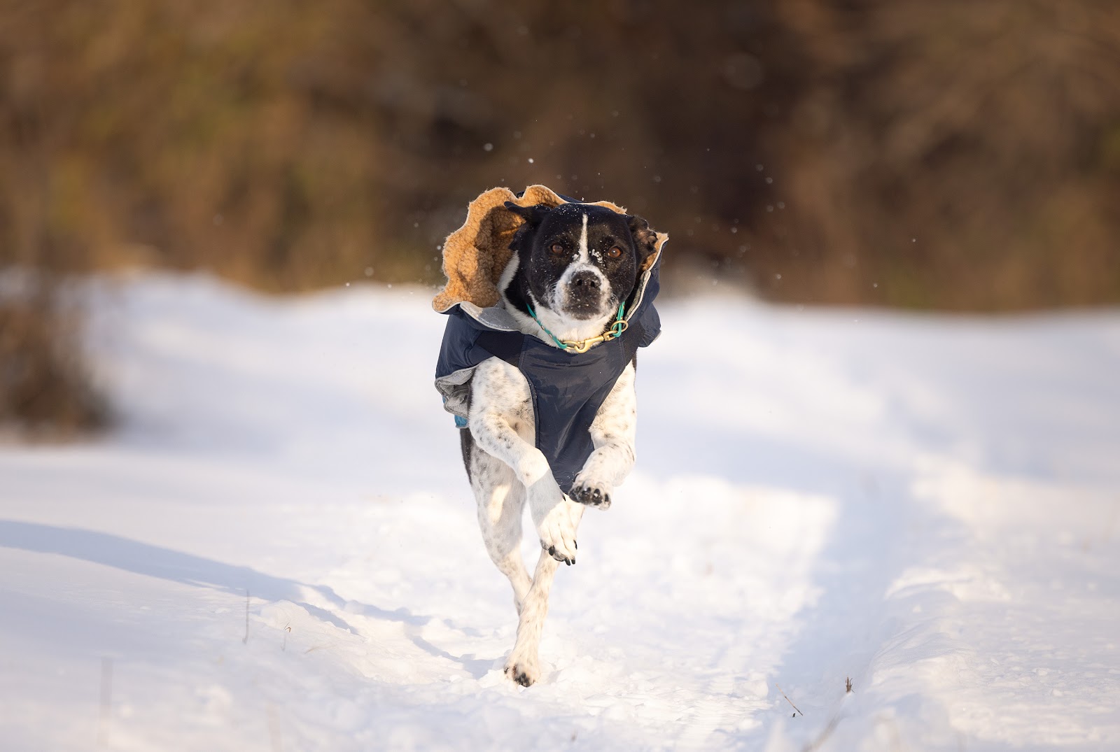 Feral dog rehabilitation