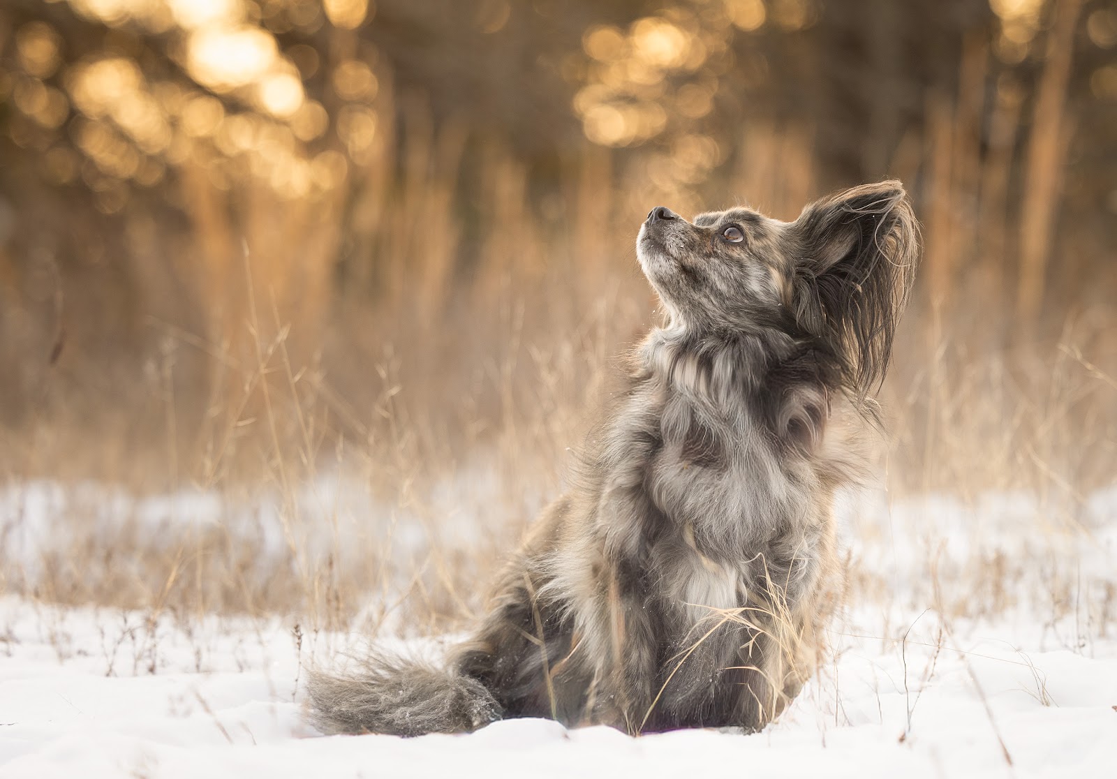 Dog training on farm