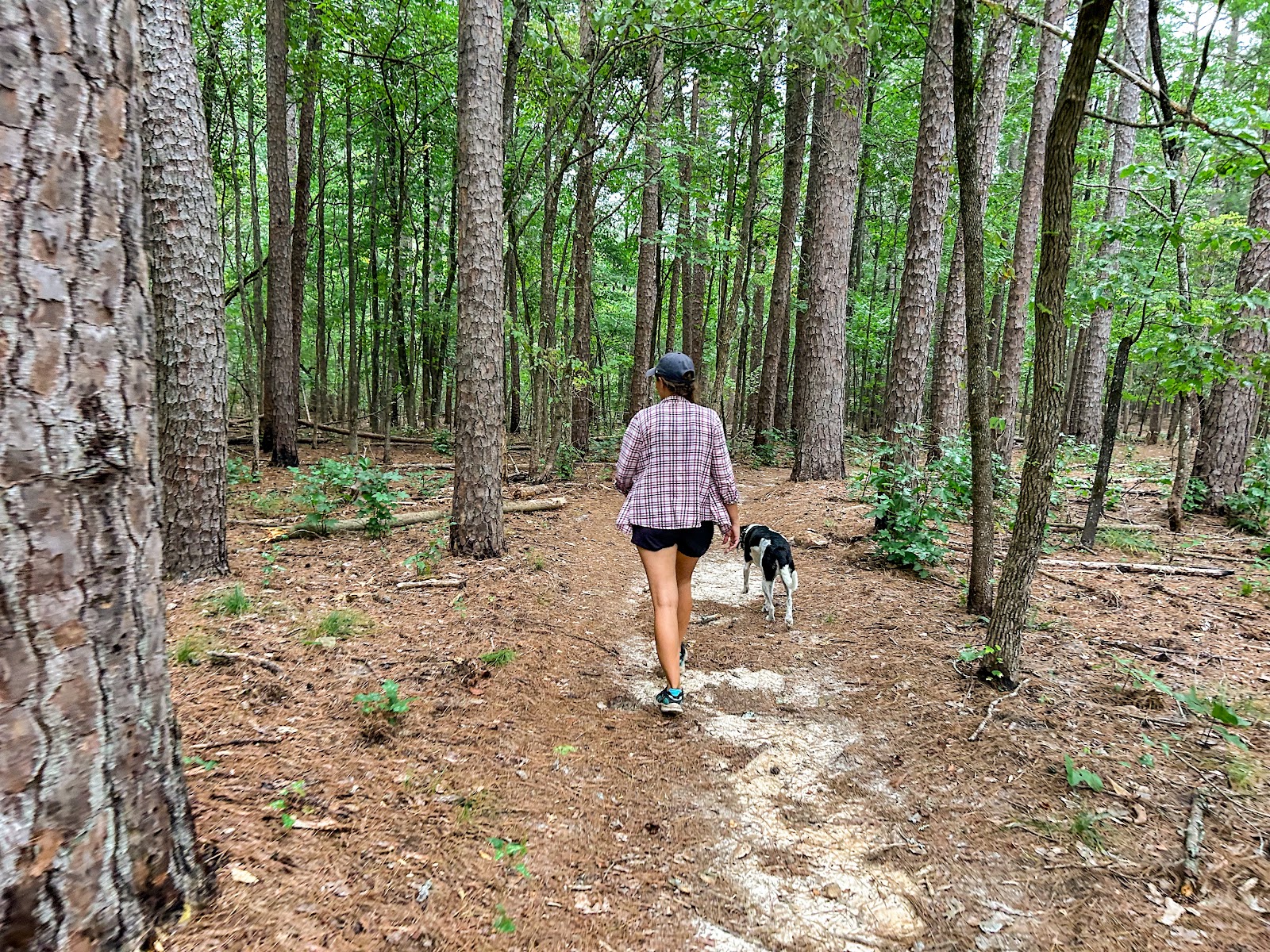 Feral Dog Rehab