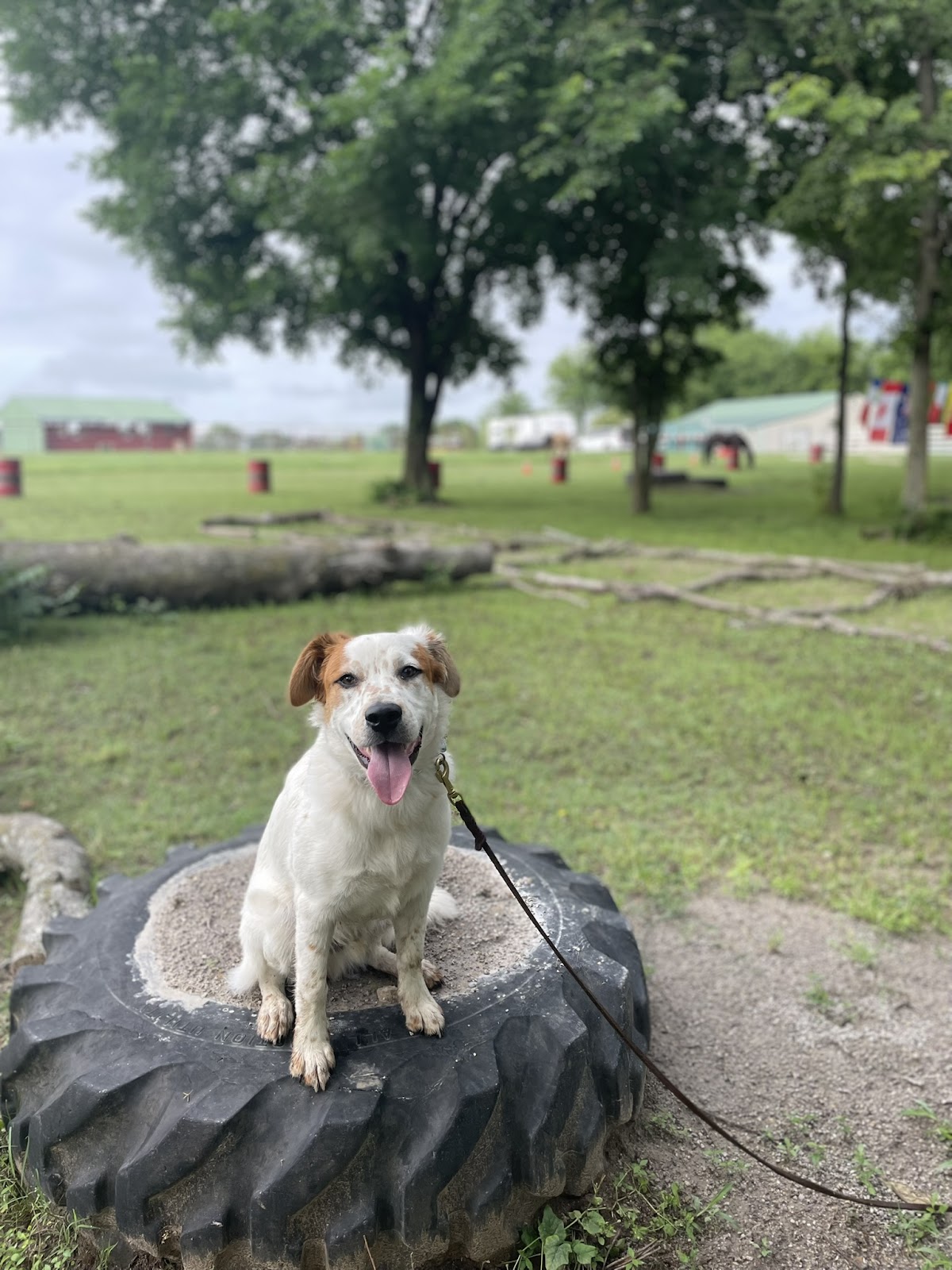 Farm Dog