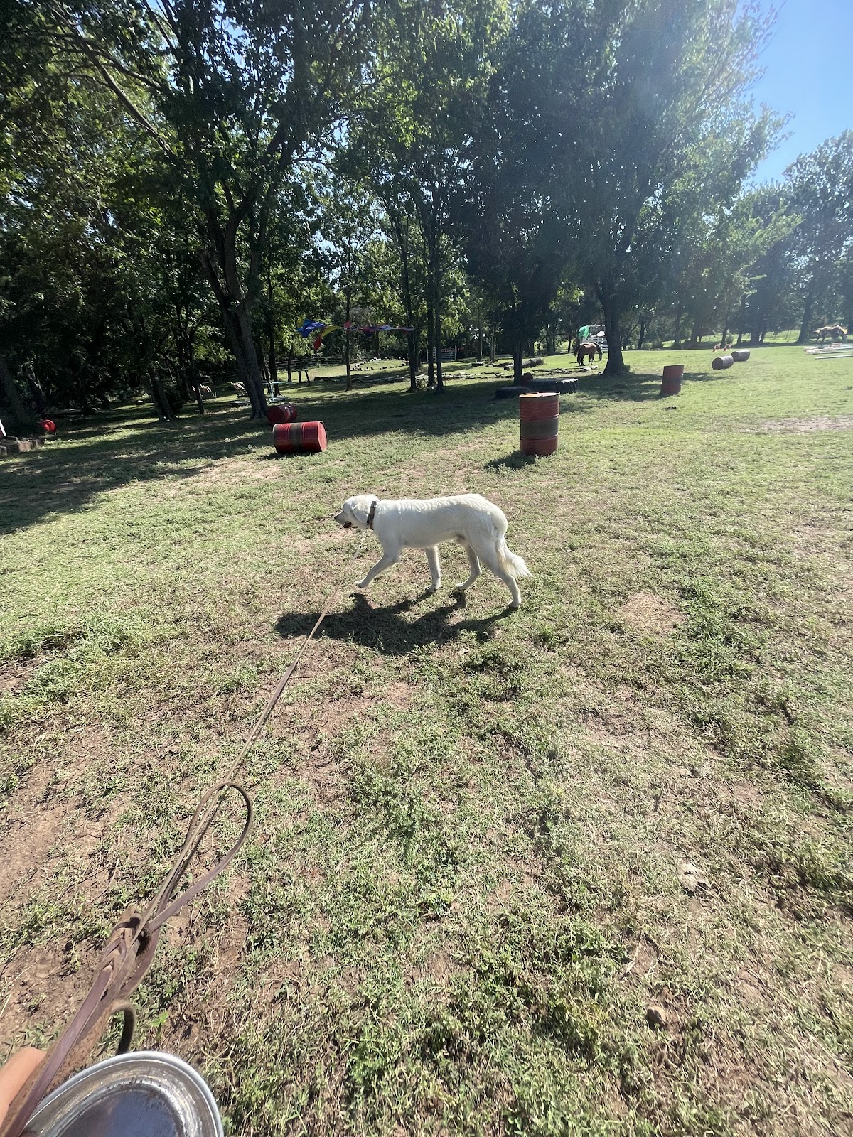Dog Training