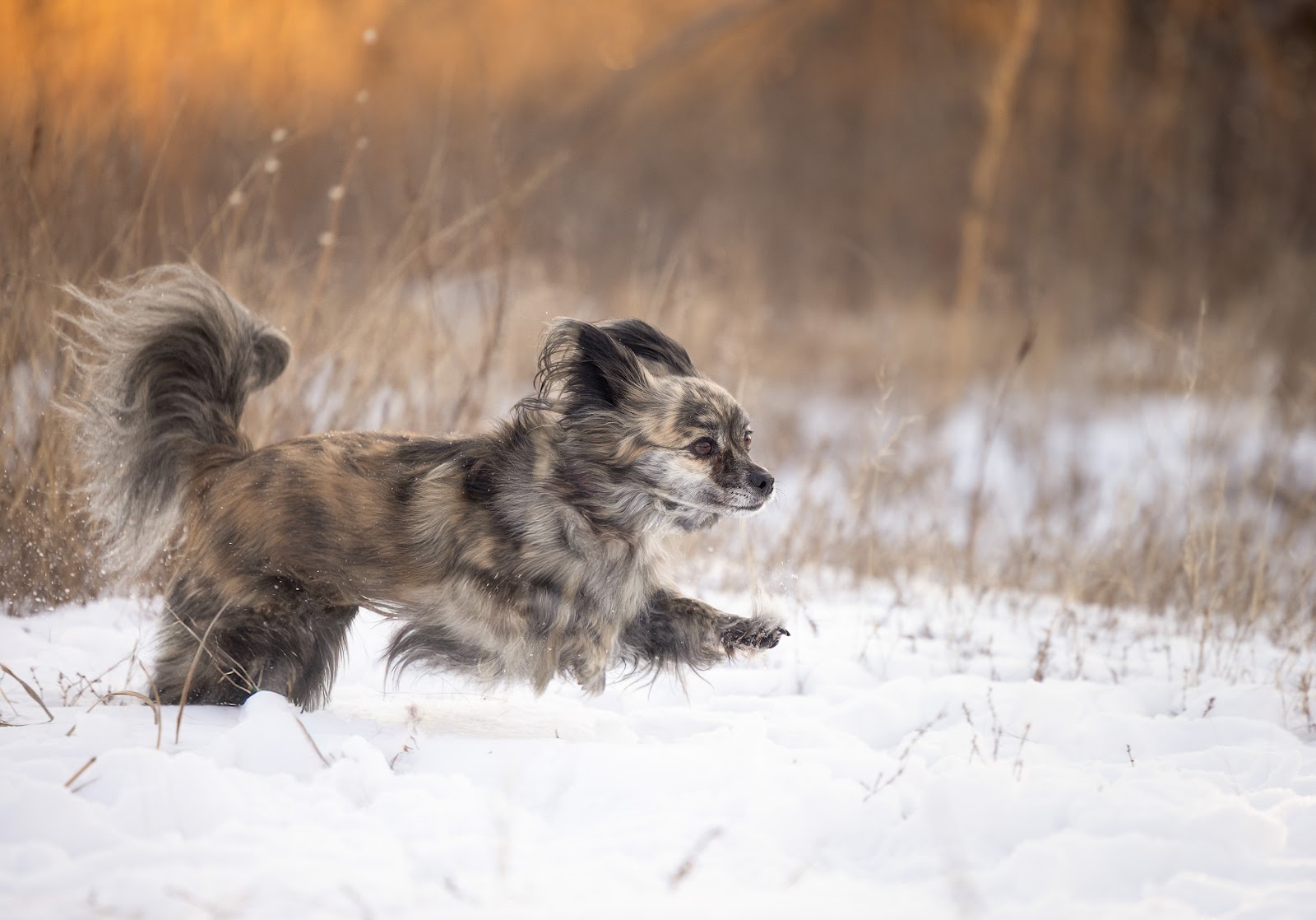Happy Dogs