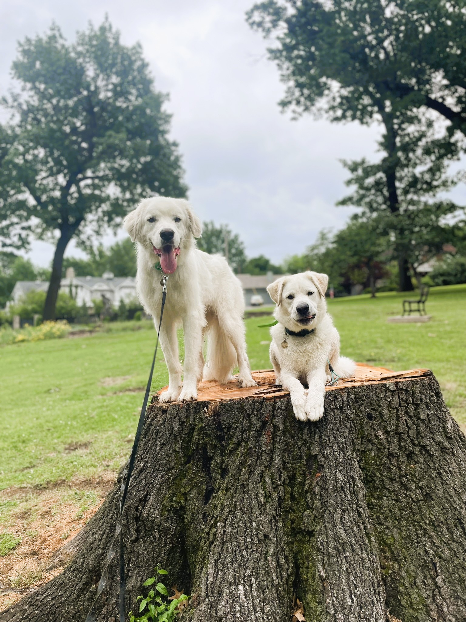 Farm dog training